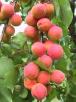 Fruit